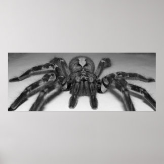 Fotofoto van Fasciata door Randomwhat Poster