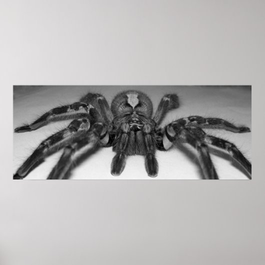 Fotofoto van Fasciata door Randomwhat Poster (Voorkant)