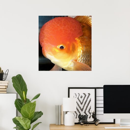 Fotofoto van Oranda goudfish Poster (Thuiskantoor)