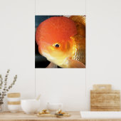 Fotofoto van Oranda goudfish Poster (Keuken)
