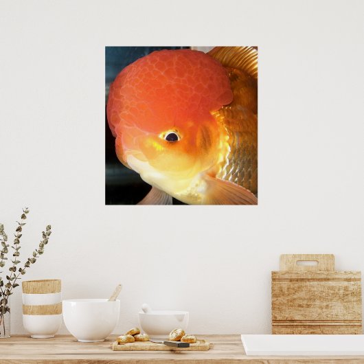 Fotofoto van Oranda goudfish Poster (Keuken)