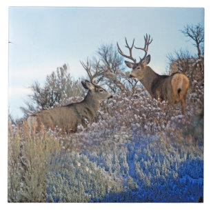 Fotofotografie fotoshop tegeltje