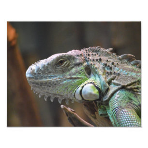 Fotofoto's met kop van een kleurrijke Iguana haged Foto Afdruk