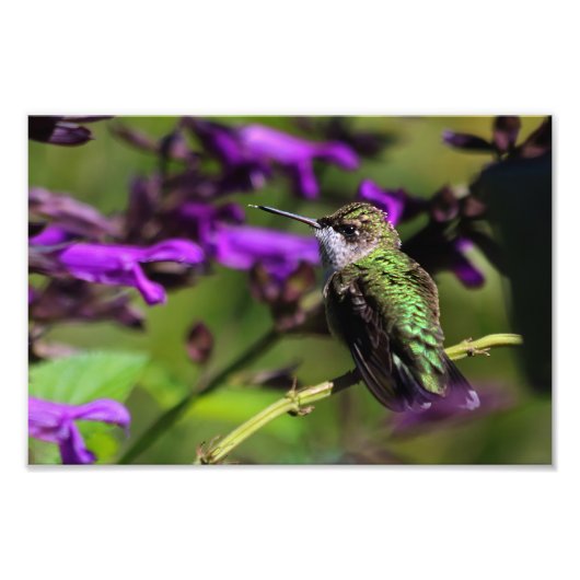 Fotofoto's met ruby-troebele Hummingbird Foto Afdruk (Voorkant)