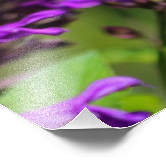 Fotofoto's met ruby-troebele Hummingbird Foto Afdruk (Hoek)