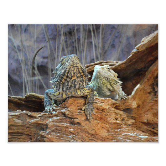 Fotofoto's met twee nieuwsgierige lizards foto afdruk (Voorkant)