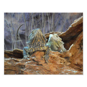 Fotofoto's met twee nieuwsgierige lizards foto afdruk