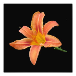 Fotofoto's van 'Tiger Lily' Foto Afdruk