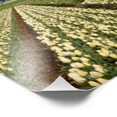 Fotofoto's van windmolen en tulpen foto afdruk (Hoek)