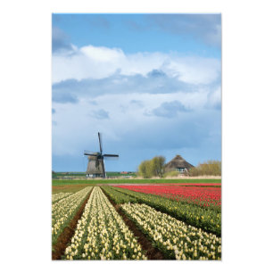 Fotofoto's van windmolen en tulpen foto afdruk