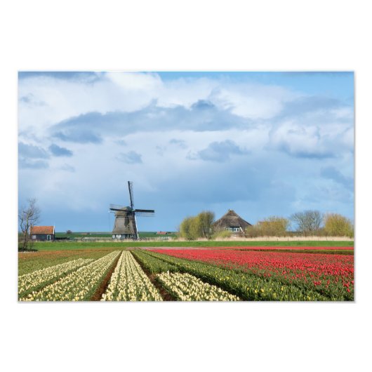 Fotofoto's van windmolen en tulpen foto afdruk (Voorkant)