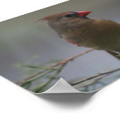 Fotofoto's vrouw kardinaal poster (Hoek)