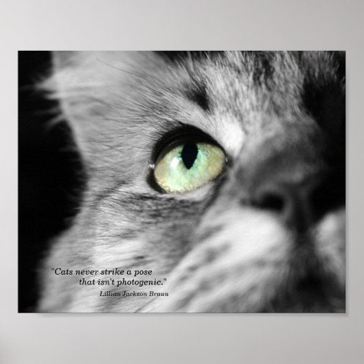 Fotogene kat poster (Voorkant)
