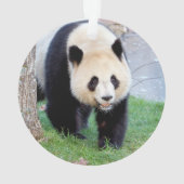 Fotogigant panda, dieren 0291. ornament (achterkant)