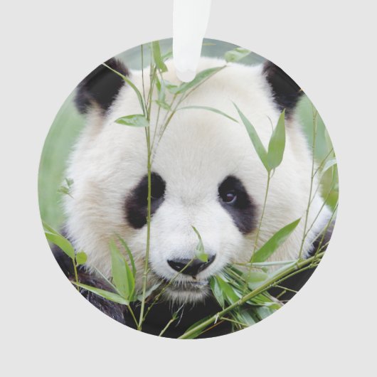 Fotogigant panda, dieren 0291. ornament (voorkant)