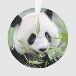 Fotogigant panda, dieren 0292. ornament