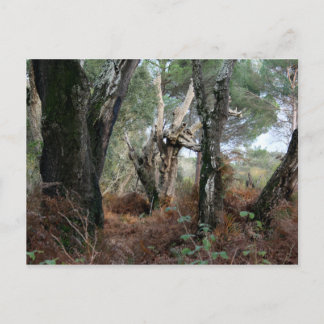 Fotografía paisaje de alcornoques en Doñana Briefkaart