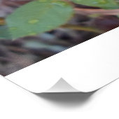 fotografia rosas  perfect poster (Hoek)