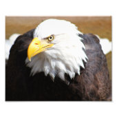 Fotografie Amerikaanse Bald Eagle Foto Afdruk (Voorkant)