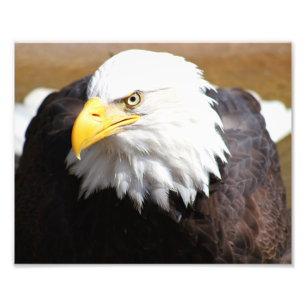 Fotografie Amerikaanse Bald Eagle Foto Afdruk