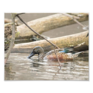 Fotografie bij de Noordelijke Schotelaar Duck Alon Foto Afdruk