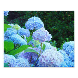Fotografie Bloemendecoratie Kunstprints Hortensia Foto Afdruk
