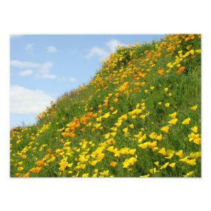 Fotografie bloemenprints Sinaasappel Klaprozen Blo Foto Afdruk