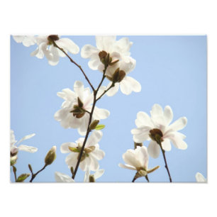 Fotografie Bloemkunstafdrukken Magnolia Bloemen Foto Afdruk