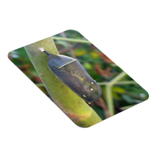 Fotografie - Chrysalis van de Monarch Butterfly Magneet (Rechterzijde)