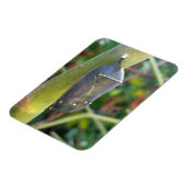 Fotografie - Chrysalis van de Monarch Butterfly Magneet (Linkerzijde)