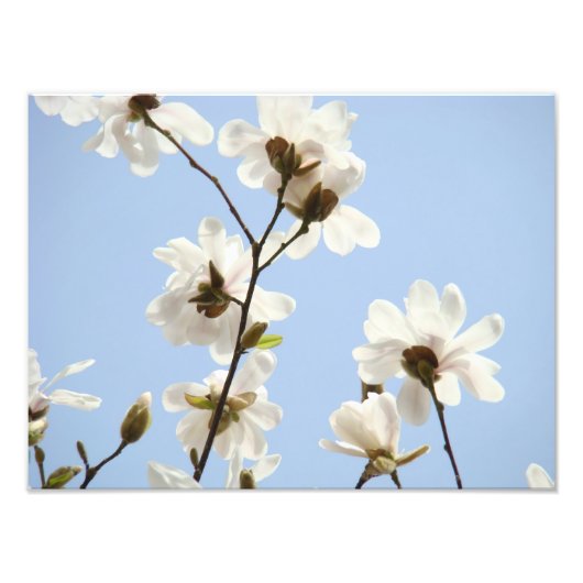 Fotografie Floral art prints Magnolia Flowers Foto Afdruk (Voorkant)