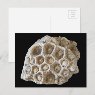 Fotografie Fossilized Coral Rock Natuur Briefkaart