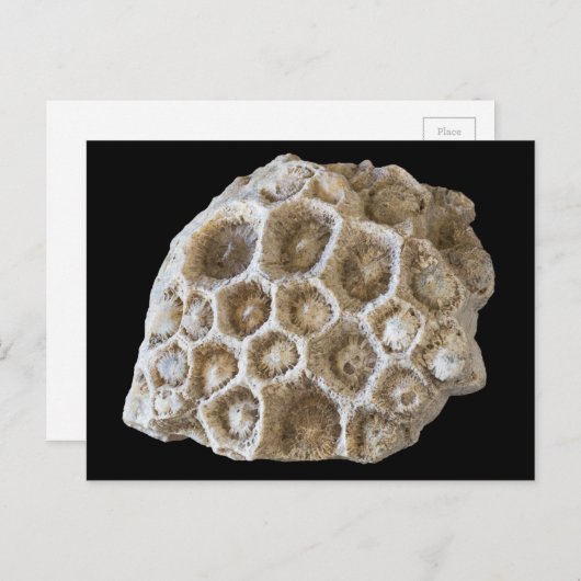 Fotografie Fossilized Coral Rock Natuur Briefkaart (Voorkant / Achterkant)