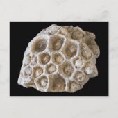 Fotografie Fossilized Coral Rock Natuur Briefkaart (Voorkant)