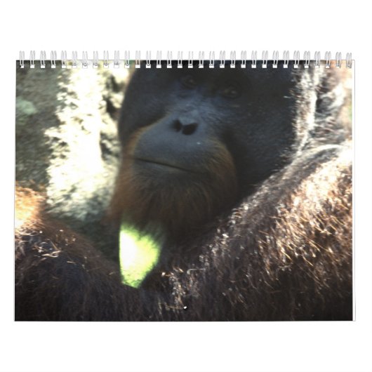 Fotografie in het wild 2011 kalender (Hoes)