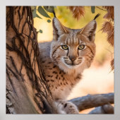 Fotografie in het wild Closeup of Bobcat Poster (Voorkant)