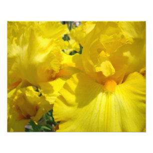 Fotografie Kunstprints Gele Iris Bloemen Irissen Foto Afdruk