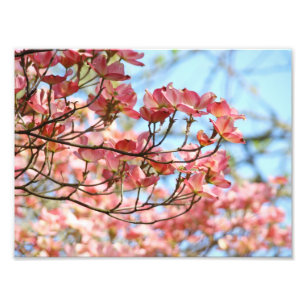 Fotografie kunstprints Roze Dogwood Bloemen Foto Afdruk