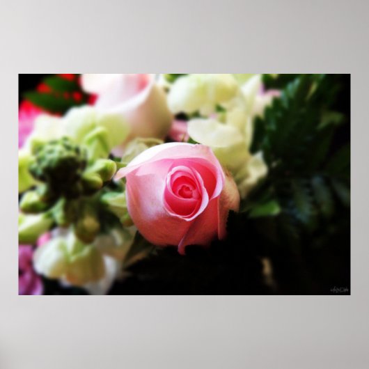 fotografie met één roze roze roze rografie poster (Voorkant)