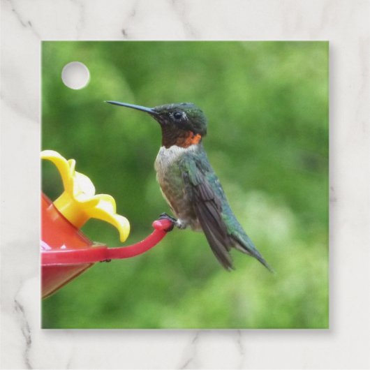 Fotografie met ruby-Throated Hummingbird Bedankjes Labels (Voorkant)