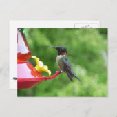 Fotografie met ruby-Throated Hummingbird Briefkaart (Voorkant / Achterkant)
