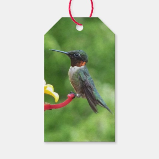 Fotografie met ruby-Throated Hummingbird Cadeaulabel (Voorkant)