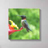 Fotografie met ruby-Throated Hummingbird Canvas Afdruk (Voorkant)