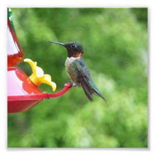 Fotografie met ruby-Throated Hummingbird Foto Afdruk