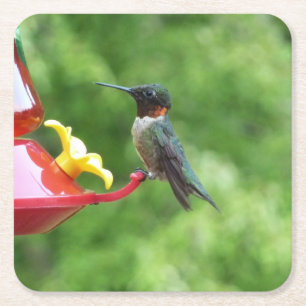 Fotografie met ruby-Throated Hummingbird Kartonnen Onderzetters