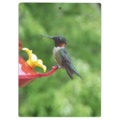 Fotografie met ruby-Throated Hummingbird Klembord (Achterkant)
