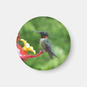 Fotografie met ruby-Throated Hummingbird Magneet