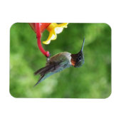 Fotografie met ruby-Throated Hummingbird Magneet (Horizontaal)