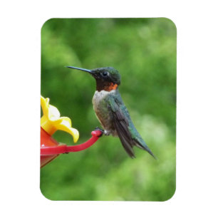 Fotografie met ruby-Throated Hummingbird Magneet