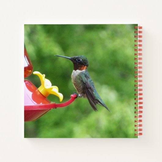 Fotografie met ruby-Throated Hummingbird Notitieboek (Achterkant)